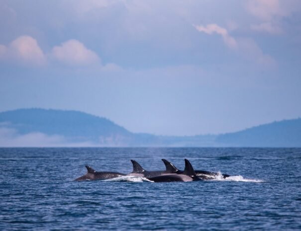 KIller Whales near Tarifa